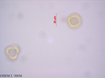 ISEM 2/Lepidium_chichicara_29164/Lepidium_chichicara_29164_0001(copy)_thumb.jpg